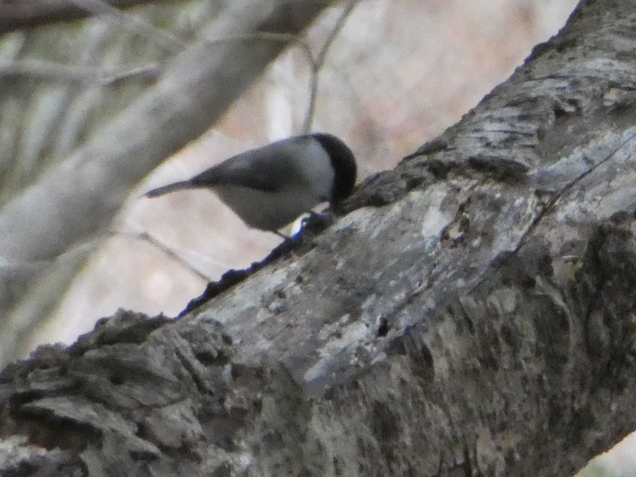 Photo of Willow Tit at 仏果山(神奈川県) by Kozakuraband