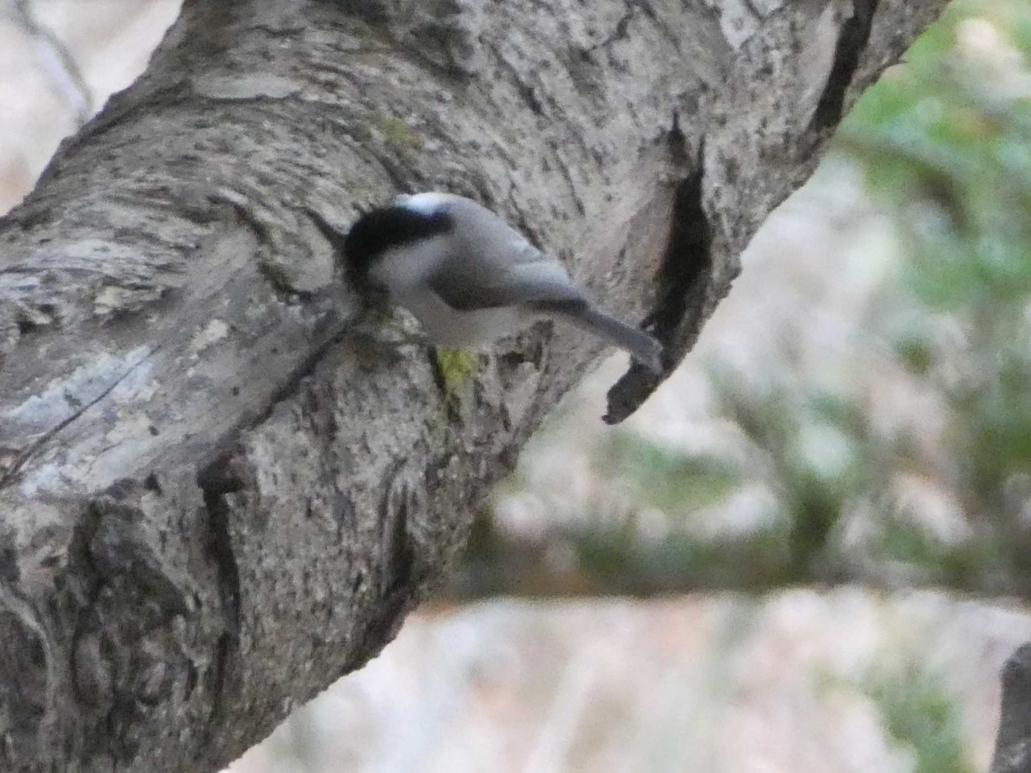 Photo of Willow Tit at 仏果山(神奈川県) by Kozakuraband