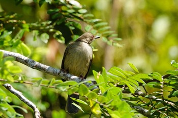 Asian Red-eyed Bulbul Langkawi Island(General Area) Tue, 11/26/2019