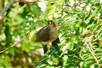 Asian Red-eyed Bulbul Langkawi Island(General Area) Tue, 11/26/2019