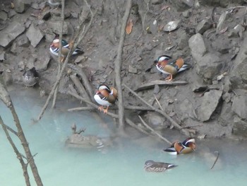 2019年12月21日(土) 宮ケ瀬湖の野鳥観察記録