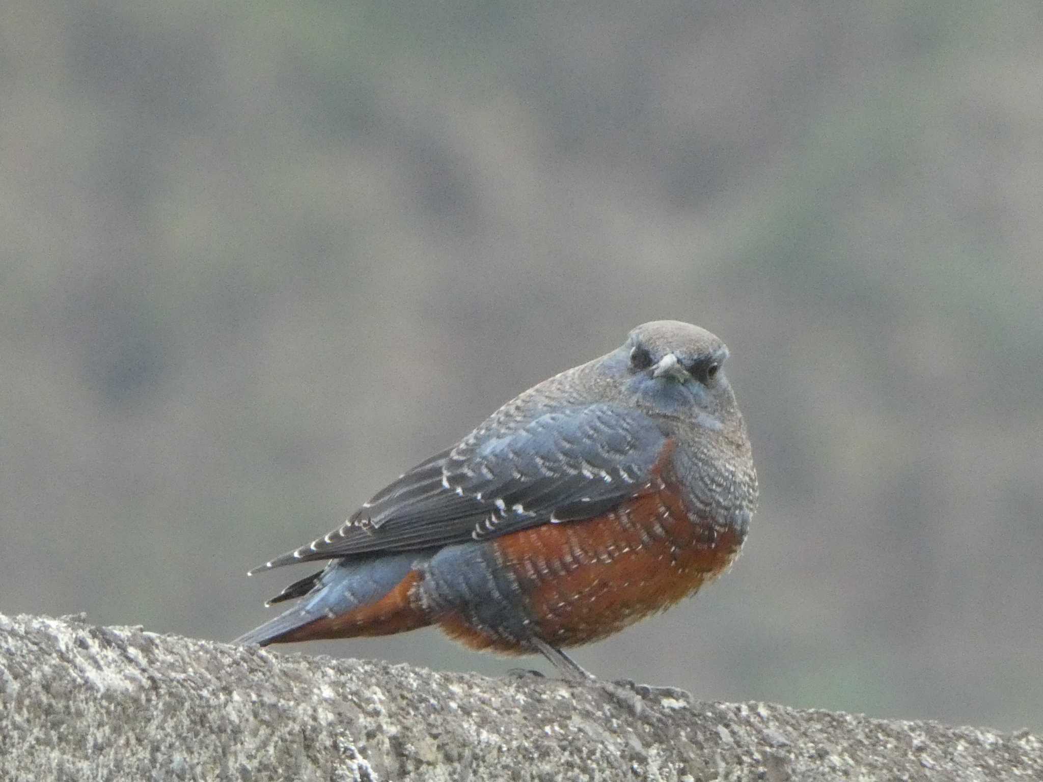 Photo of Blue Rock Thrush at 宮ケ瀬湖 by Kozakuraband