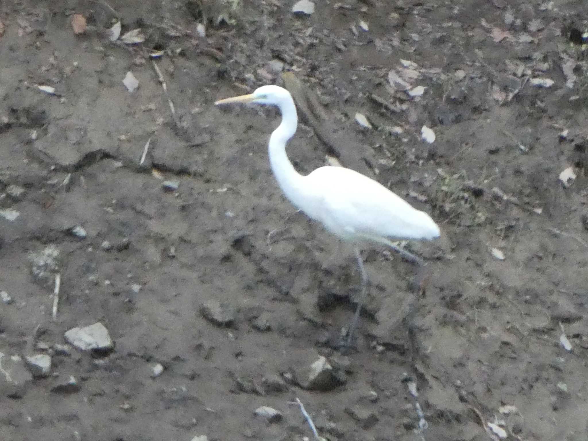 Photo of Great Egret at 宮ケ瀬湖 by Kozakuraband