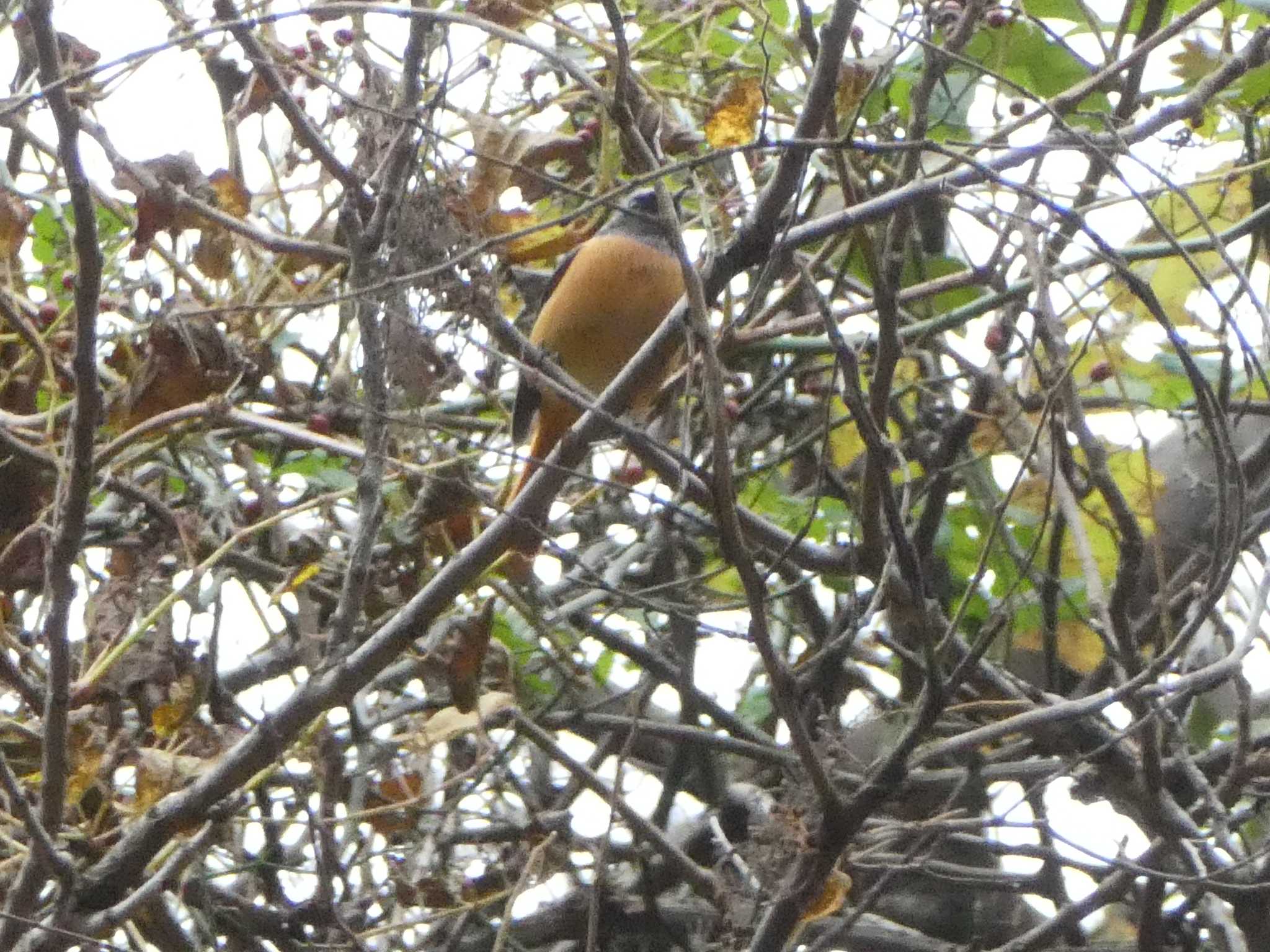 Photo of Daurian Redstart at 宮ケ瀬湖 by Kozakuraband