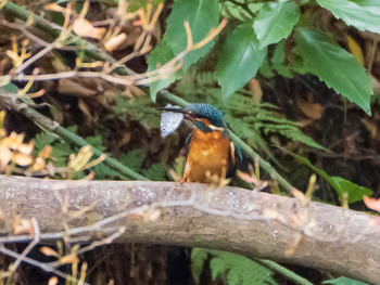 Common Kingfisher Rikugien Garden Sun, 12/15/2019