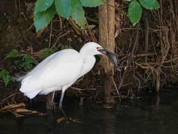 Little Egret Rikugien Garden Sun, 12/15/2019