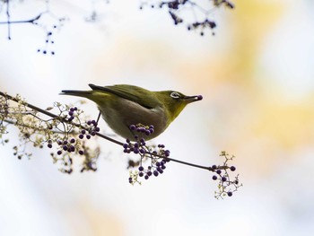 Warbling White-eye Rikugien Garden Sun, 12/15/2019