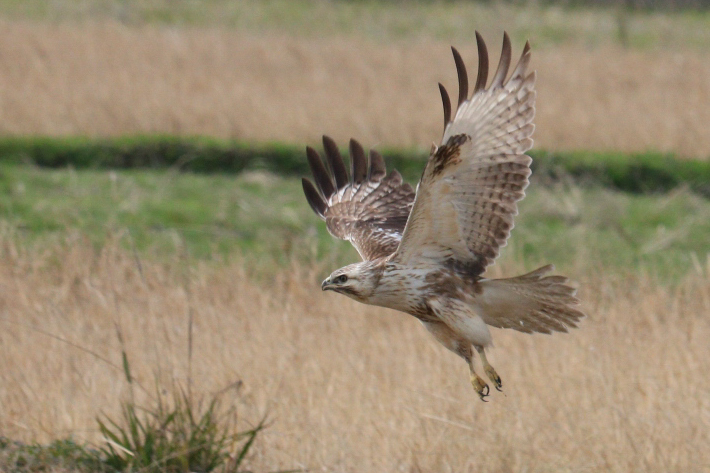 Rough-legged Buzzard