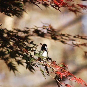 シジュウカラ 井の頭公園 2019年12月15日(日)