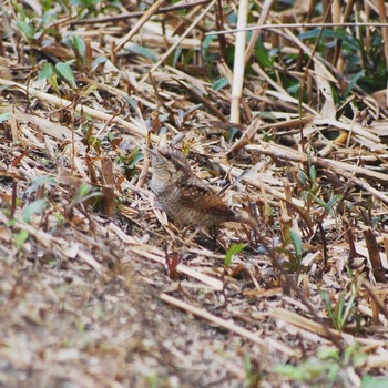 2019年12月22日(日) 平磯緑地公園の野鳥観察記録