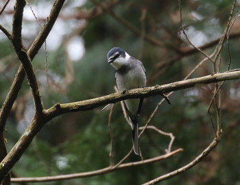 Ryukyu Minivet 横浜市 Sun, 12/22/2019