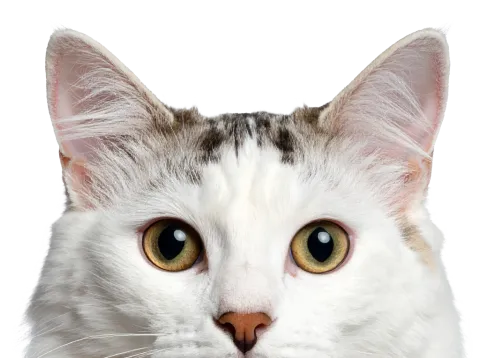 猫の顔の画像