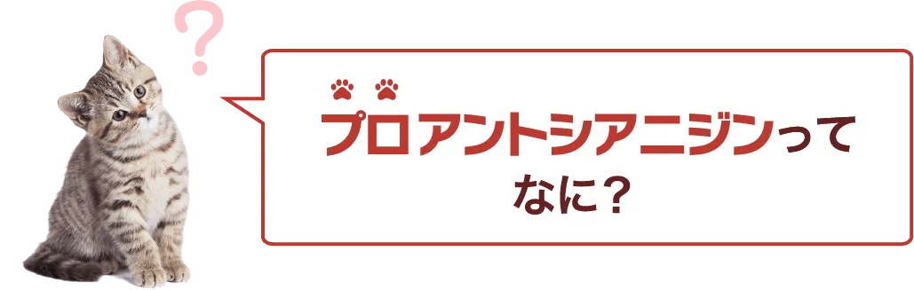 プロアントシアニジンってなに？