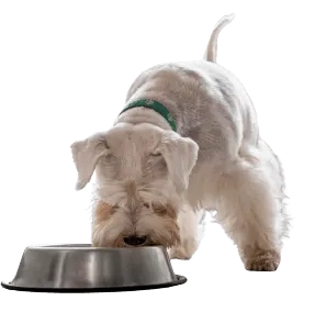 犬