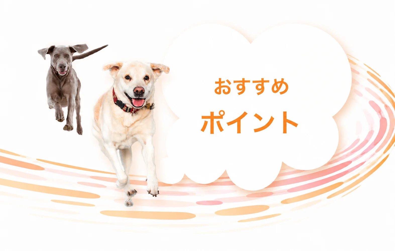 おすすめポイント