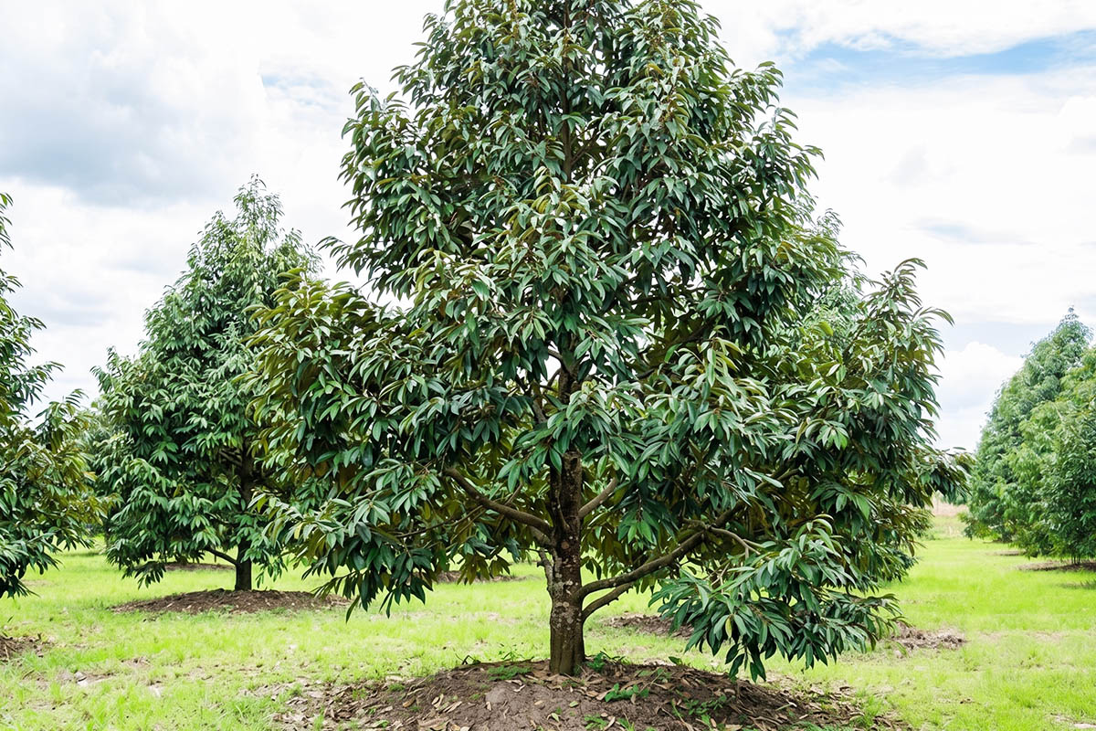 Vườn Sầu Riêng - ảnh 2