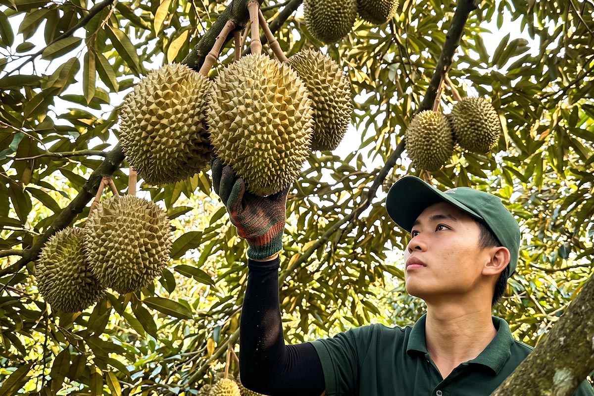 Vườn Sầu Riêng - ảnh 4