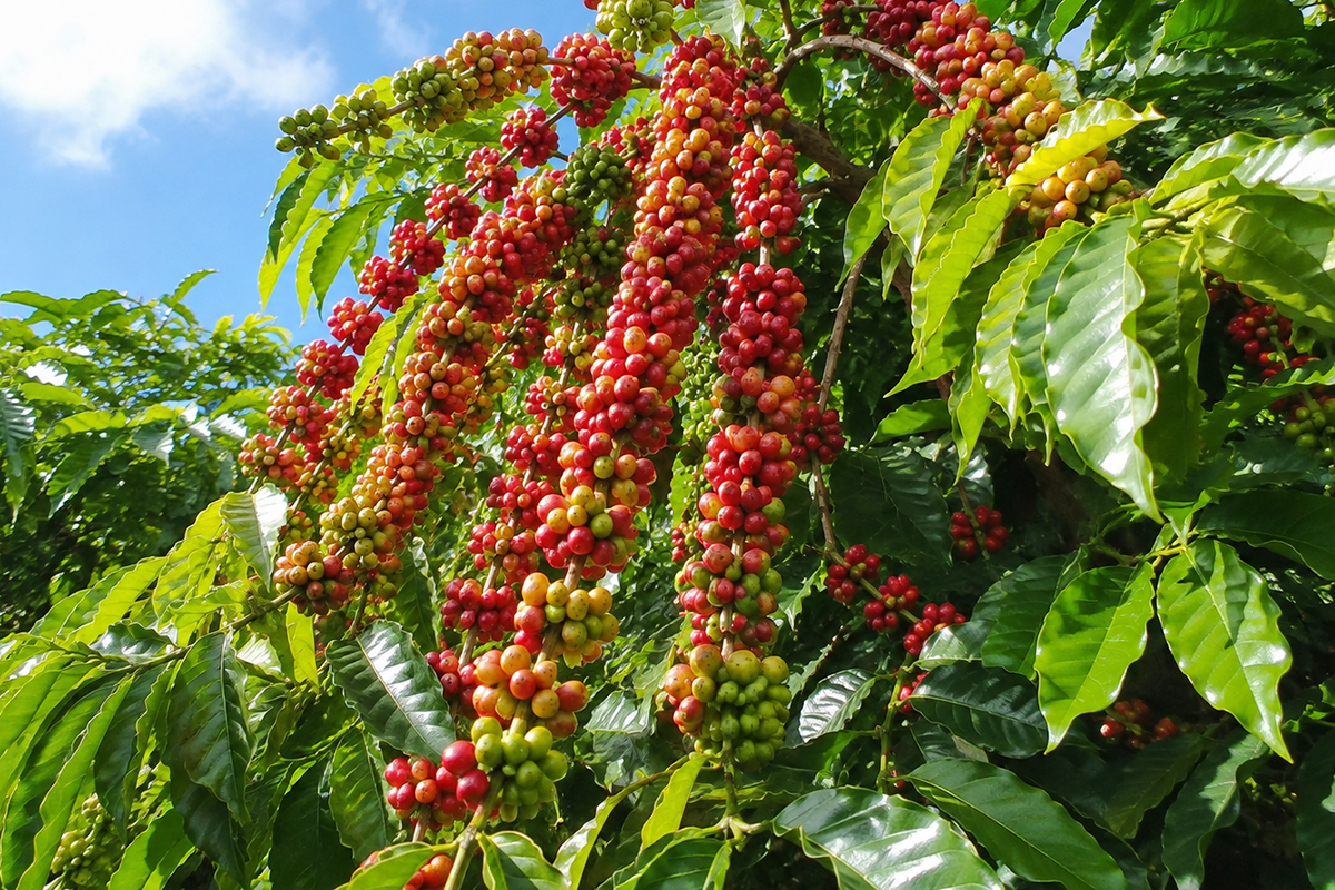 Vườn Cà Phê - ảnh 3