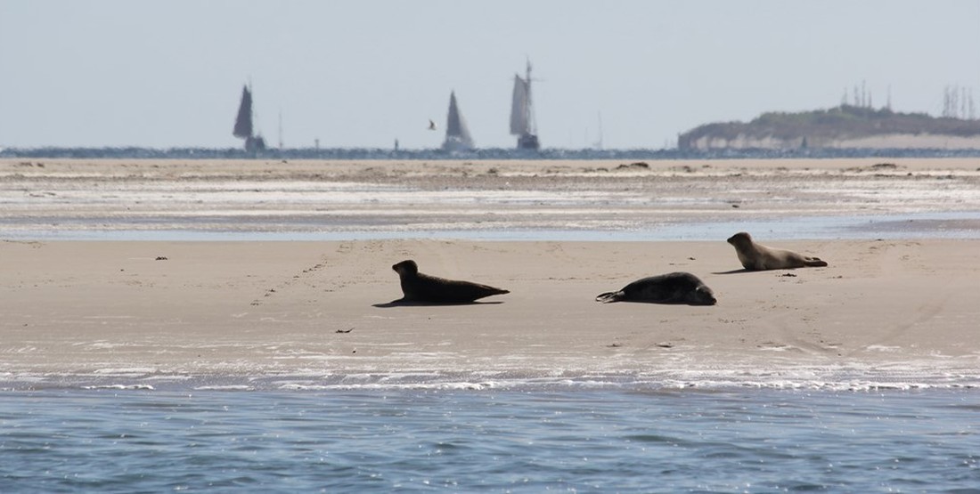Waddenzee