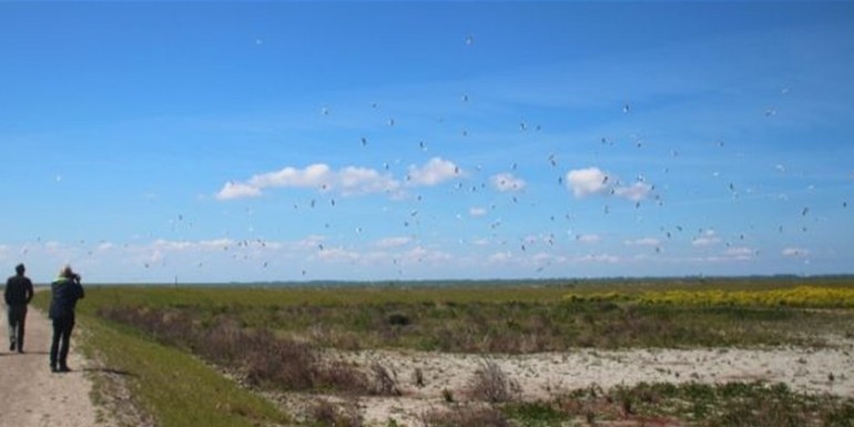 blog-marker-wadden