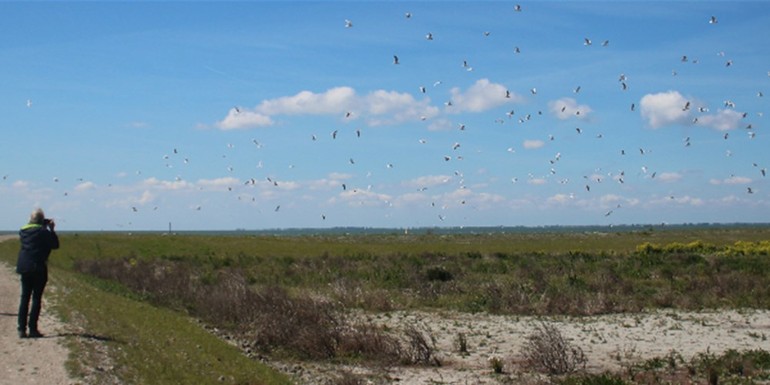 Marker Wadden